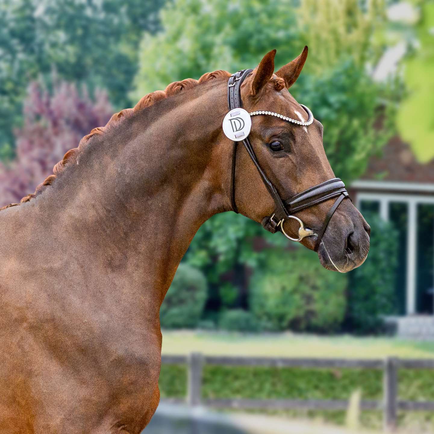 Vivamor Stallion